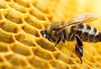Türkei ist zweitgrößter Honigproduzent der Welt