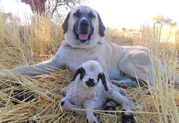 Französische Schafsherden werden vom Kangal-Hund beschützt