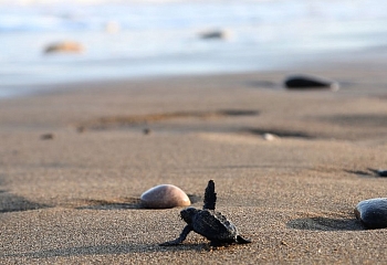 Zahl der Meeresschildkröten-Nester sinkt drastisch