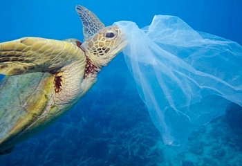 Schüler tauchen tief ins Wasser um Lebensraum der Schildkröten von Plastikmüll zu säubern