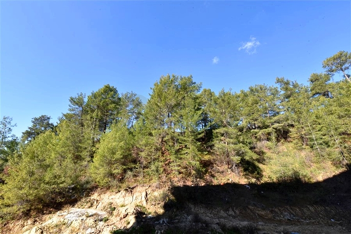 1+1 Wohnung im Stadtteil Avsallar