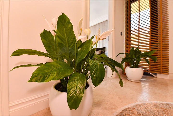 5+1 Design renovierte Villa