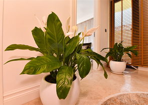 5+1 Design renovierte Villa