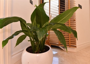 5+1 Design renovierte Villa