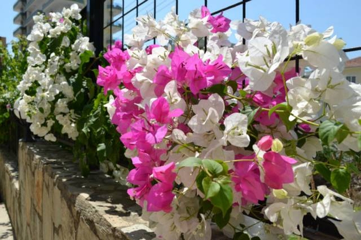 Möblierte Wohnung in einem schönen Komplex in Mahmutlar zu vermieten