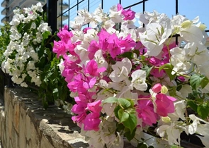 Möblierte Wohnung in einem schönen Komplex in Mahmutlar zu vermieten