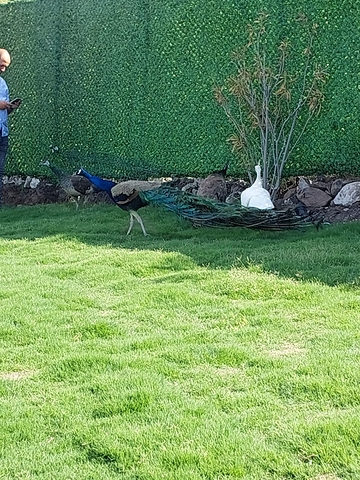 Villen und Penthäuser mit Blick auf die Festung von Bodrum
