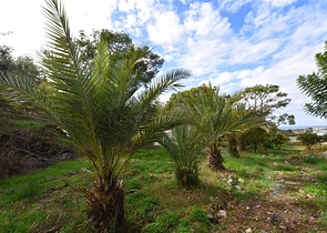 Schickes Haus mit eigenem Pool und Garten im Stadtteil Demirtas