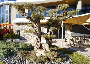 Neue Luxusanlage in der Nähe des Meeres in Kargicak Neue Luxusanlage in der Nähe des Meeres in Kargicak