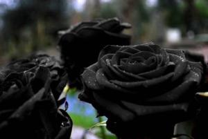 Türkei: Die schwarze Rose aus Halfeti